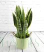 Snake plant