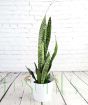 sansevieria zeylanica