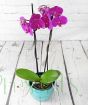 Moth Orchid              