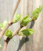 mulberry buds