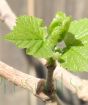 Closeup of mulberry bud