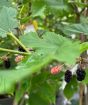 Dwarf Mulberry fruits