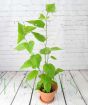 Young dwarf Mulberry plant early July