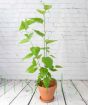 Young dwarf mulberry plant early July
