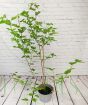 Large Mulberry 'Mojoberry'