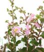 Crepe Myrtle