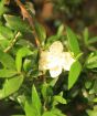 Close up of the myrtle communis 