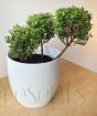 Evergreen Myrtle bushes