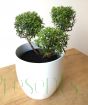 Fragrant Myrtle plant