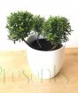 clipped myrtus communis