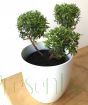 Myrtle pom pom in ceramic pot
