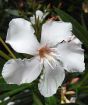 Palest Pink Oleander