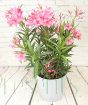 Pink Oleander