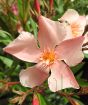 Salmon Oleander