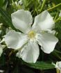 White Oleander