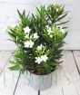White Oleander