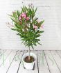 Oleander                 