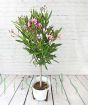 Oleander                 