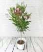 Oleander                 
