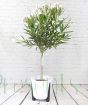 Oleander                 