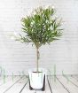 Oleander                 