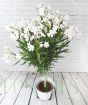 Oleander Topiary