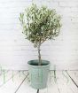 Olive tree in Olive recycled plastic container