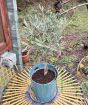 Olive Tree               