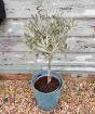 Olive Tree               