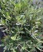 Flower buds on large olive