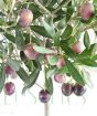 Ripening olives on a large olive tree in the summer