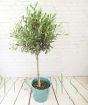 Large Olive Tree in Teal Recycled plastic pot