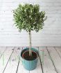 Large Olive Tree in Teal Recycled plastic pot