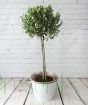 Large Olive Tree