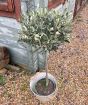 Large Olive Tree         