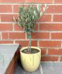 Olive bush