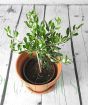 Olive bush