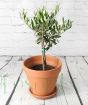 Olive bush