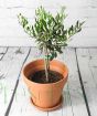 Olive Bush in terracotta pot
