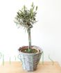 Olive Tree