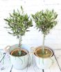 Pair of olive trees