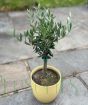 Young Olive trees