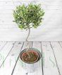 Spiral Stem Large Olive Tree