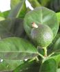 Young green fruit