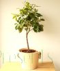Corrugated orange tree