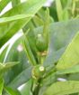 Embryonic orange fruits