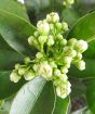 Orange Blossom new flower buds forming