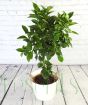 Large orange tree and small green fruit