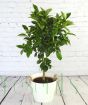 Large orange tree with small green fruit