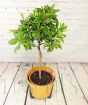 Large Orange Tree 2025